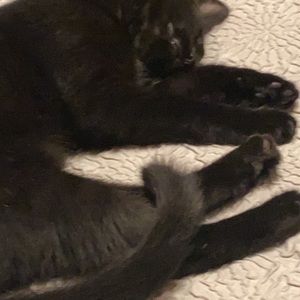 Meet your Posher, Grace